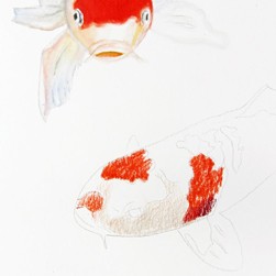 Cara Menggambar Ikan Koi Dengan Albrecht Durer Magnus